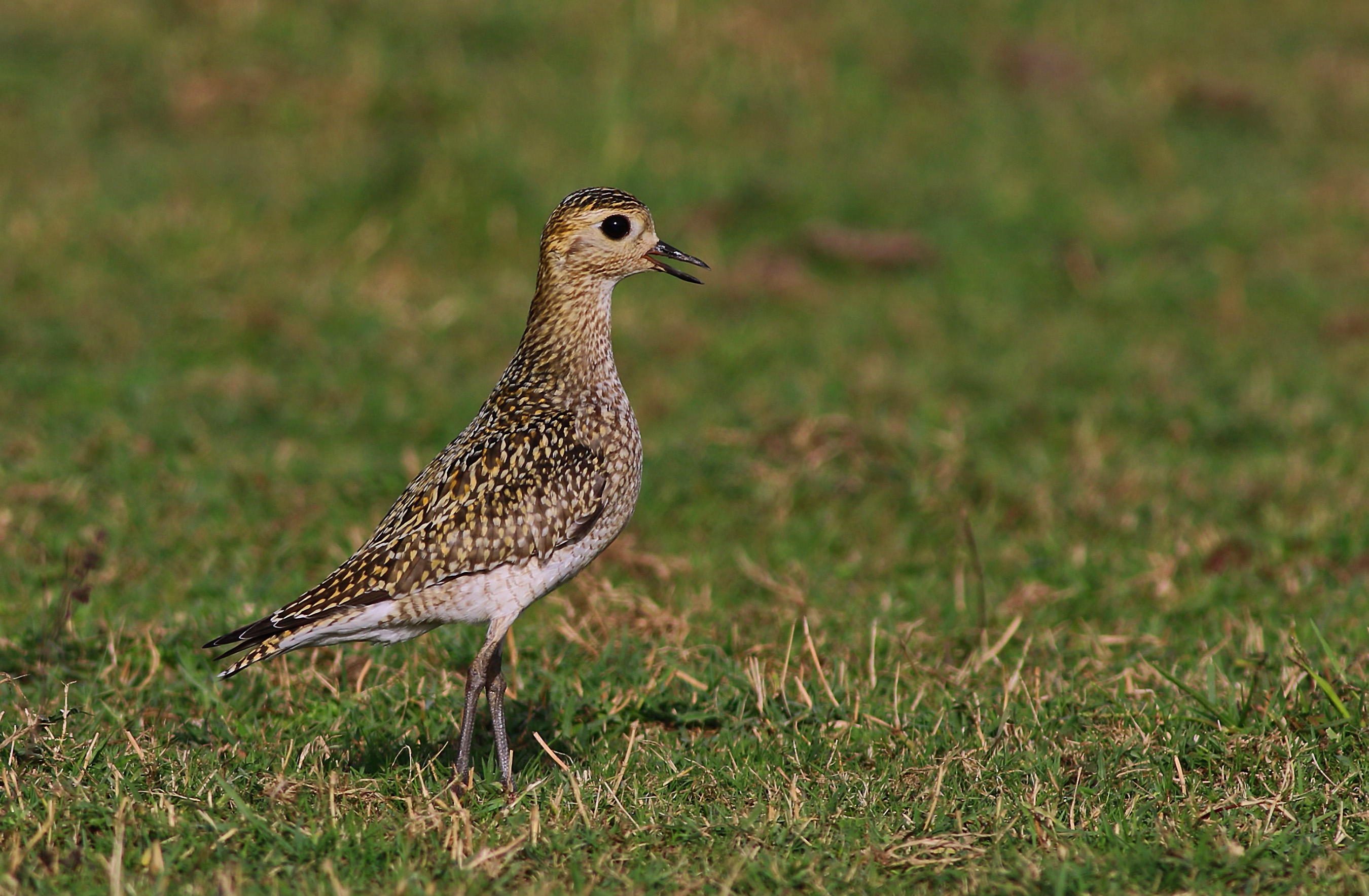 European Golden-Plover